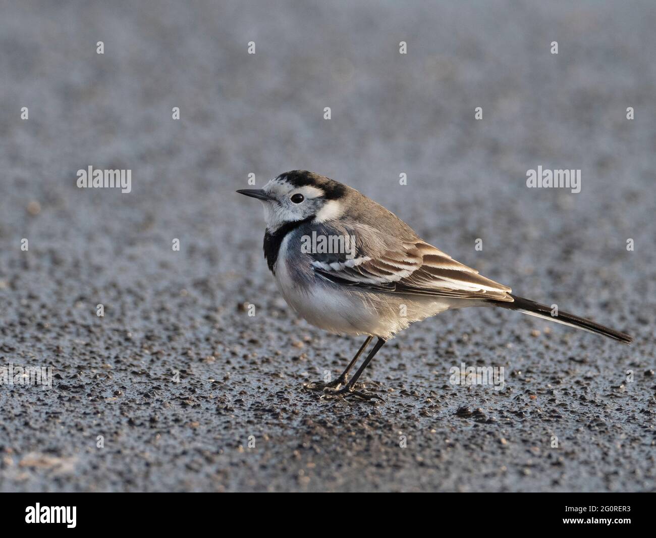 Pied Waggail (Motacilla alba) Ramgate, KENT UK, mattina presto, a piedi sul marciapiede Foto Stock