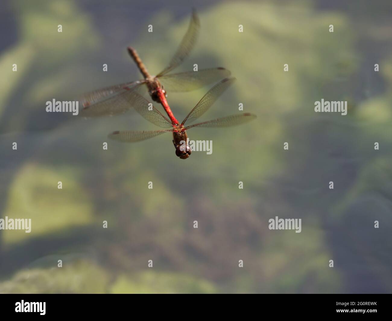 Darter comune - Coppia uovo posa in acqua Sympetrum nigrisScans Essex, UK IN001668 Foto Stock