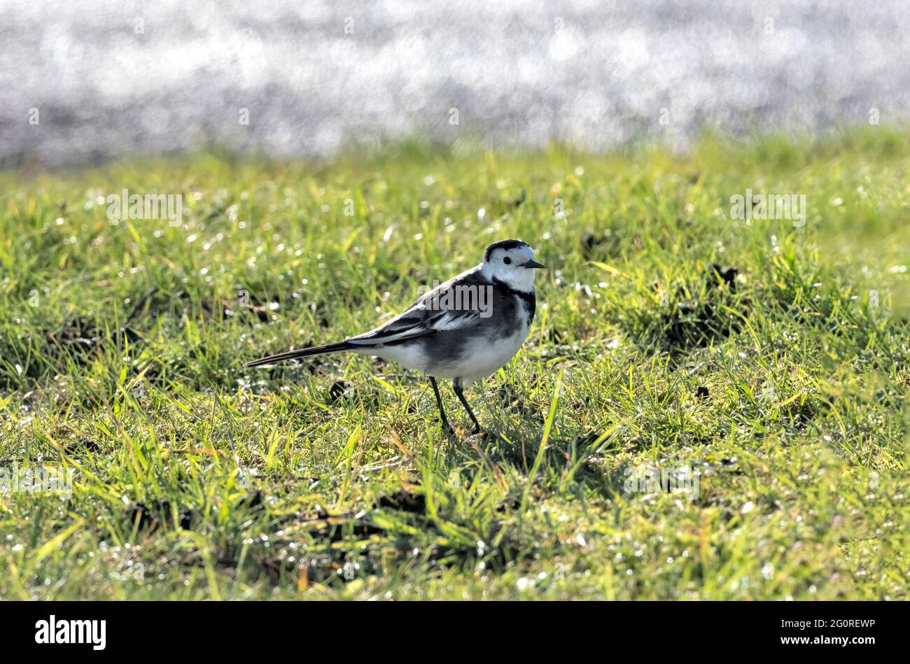 Pied Waggail (Motacilla alba) Rampate, KENT UK, mattina presto, camminando in erba retroilluminata dal sole Foto Stock