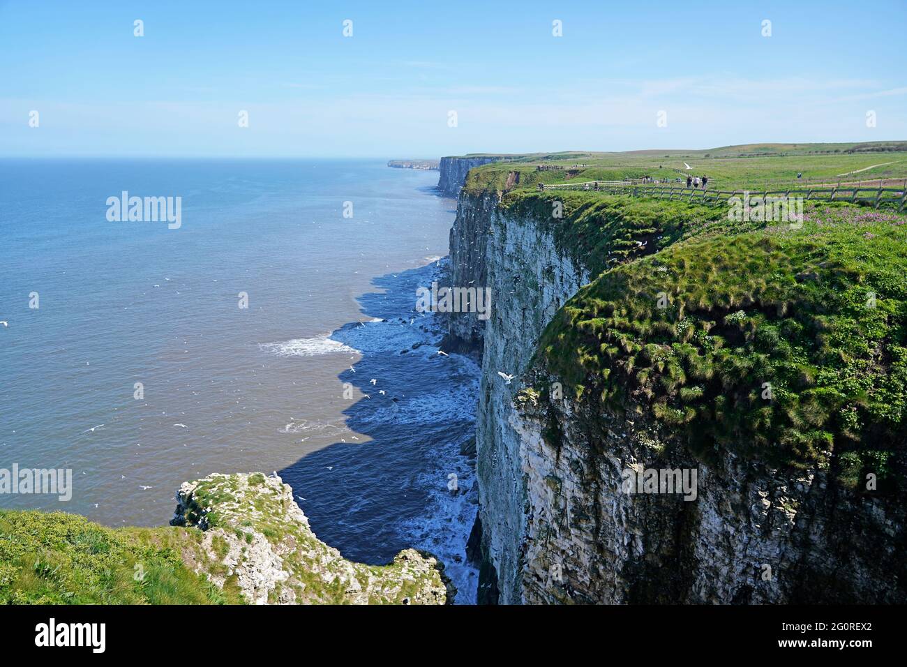 Paesaggio delle scogliere di Bempton nello Yorkshire, Inghilterra Foto Stock