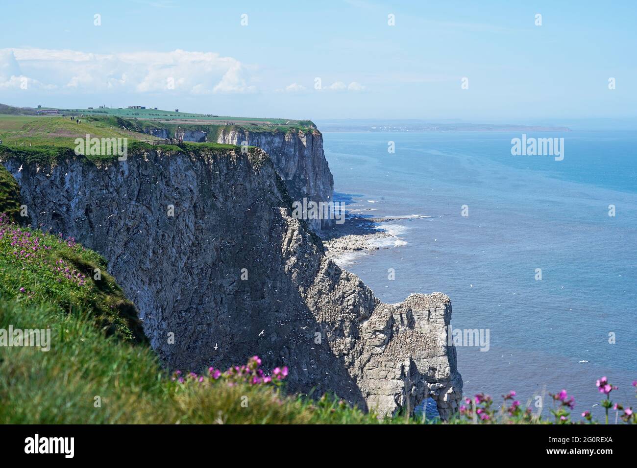 La vista delle scogliere di Bempton nello Yorkshire, Inghilterra Foto Stock