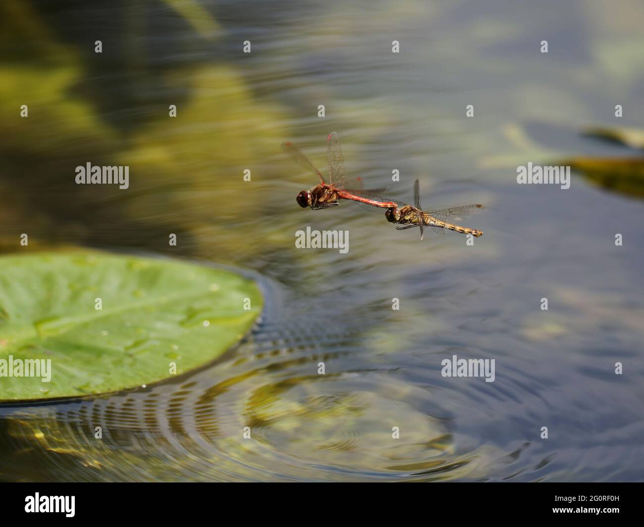 Darter comune - Coppia uova posa in acqua Sympetrum nigriscans Essex, UK IN001705 Foto Stock