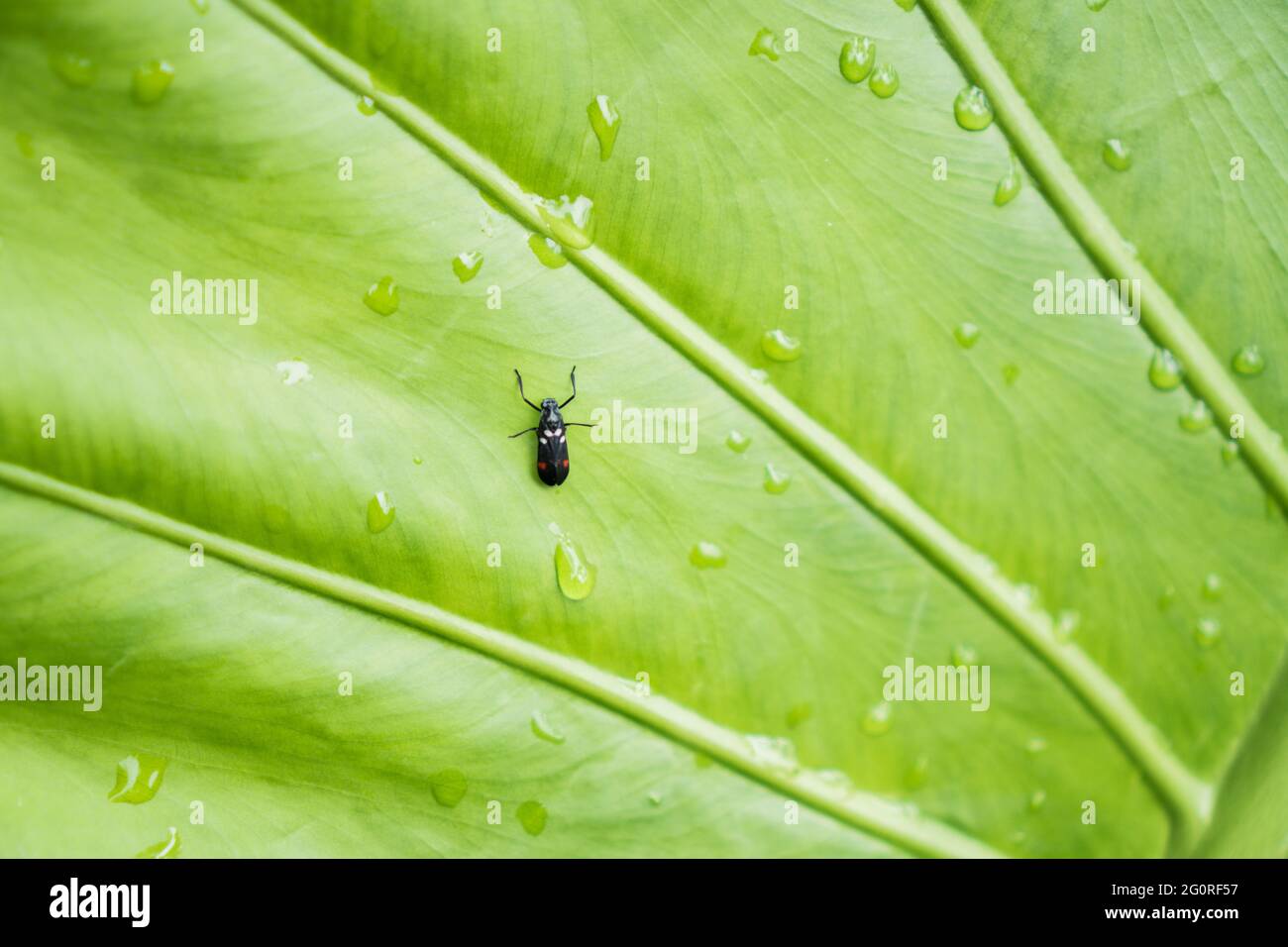 Un insetto sulla foglia verde dopo una giornata di pioggia. Foto Stock