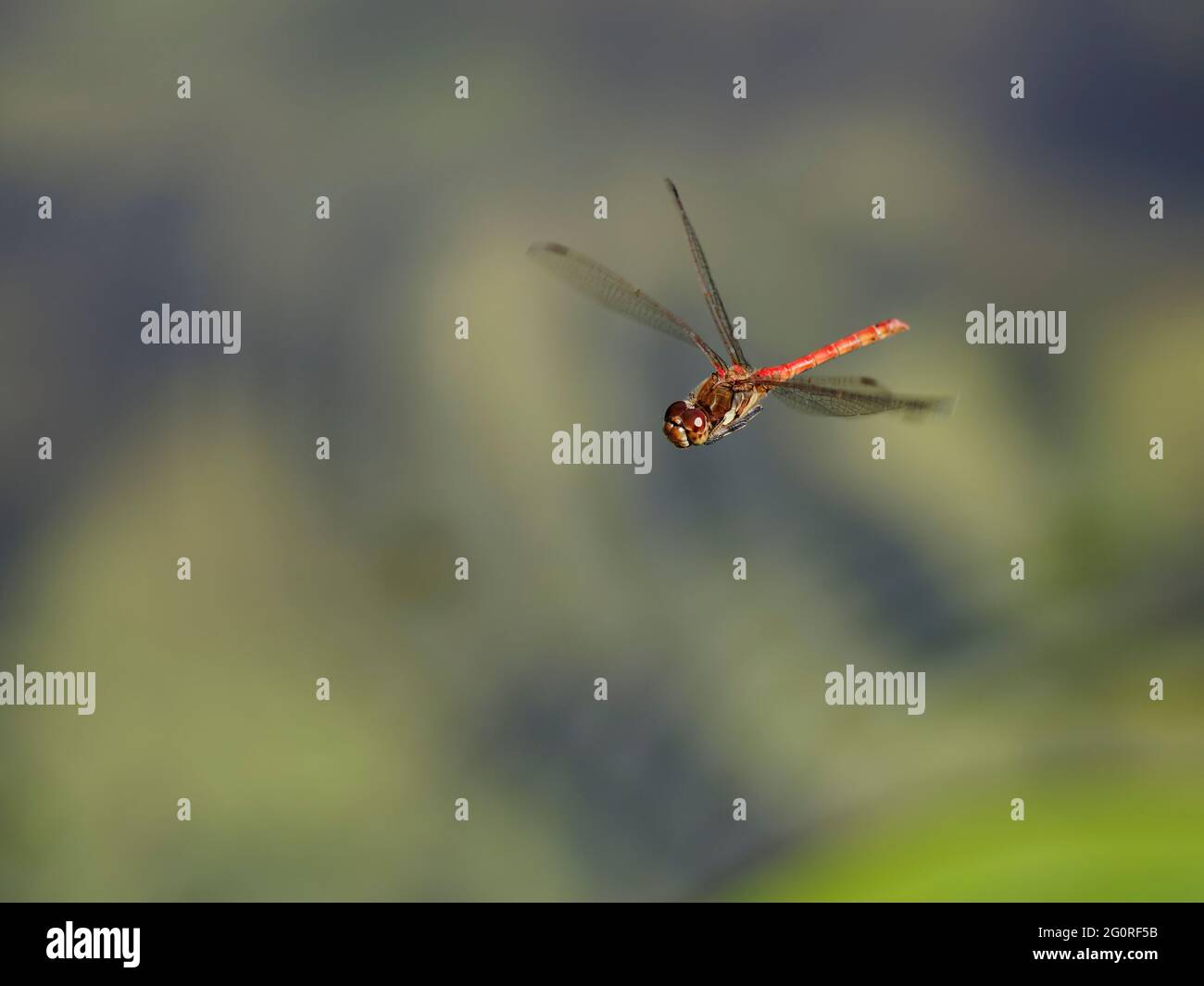 Darter comune - Coppia uova posa in acqua Sympetrum nigriscans Essex, UK IN001709 Foto Stock