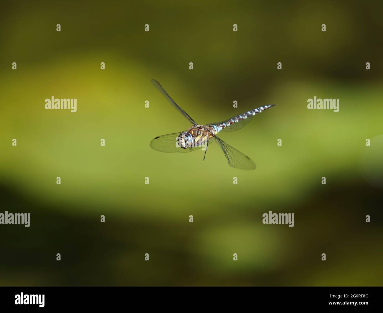 Migrant Hawker Dragonfly - maschio in volo Aeshna mixta Essex, UK IN001726 Foto Stock