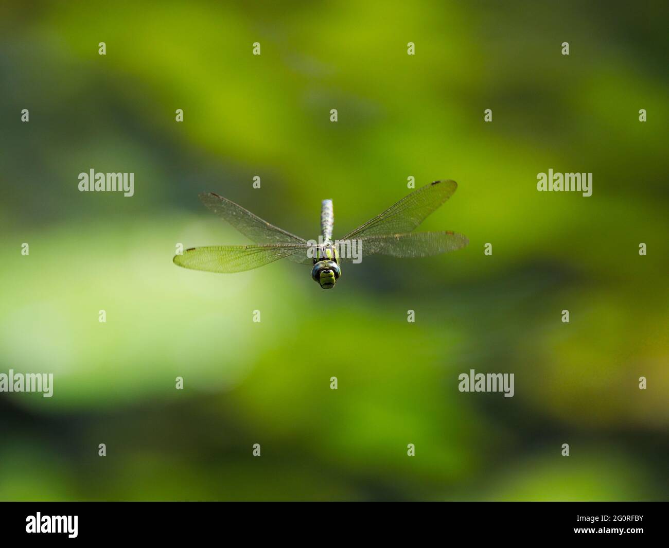 Southern Hawker Dragonfly - maschio in volo Aeshna cyanea Essex, UK IN001737 Foto Stock