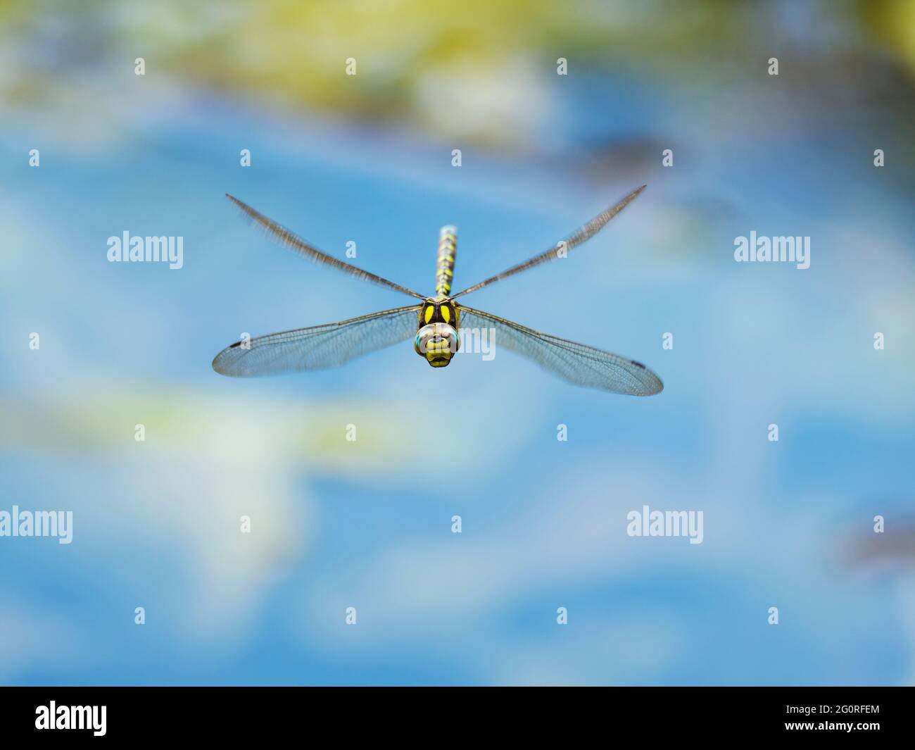 Southern Hawker Dragonfly - maschio in volo Aeshna cyanea Essex, UK IN001763 Foto Stock