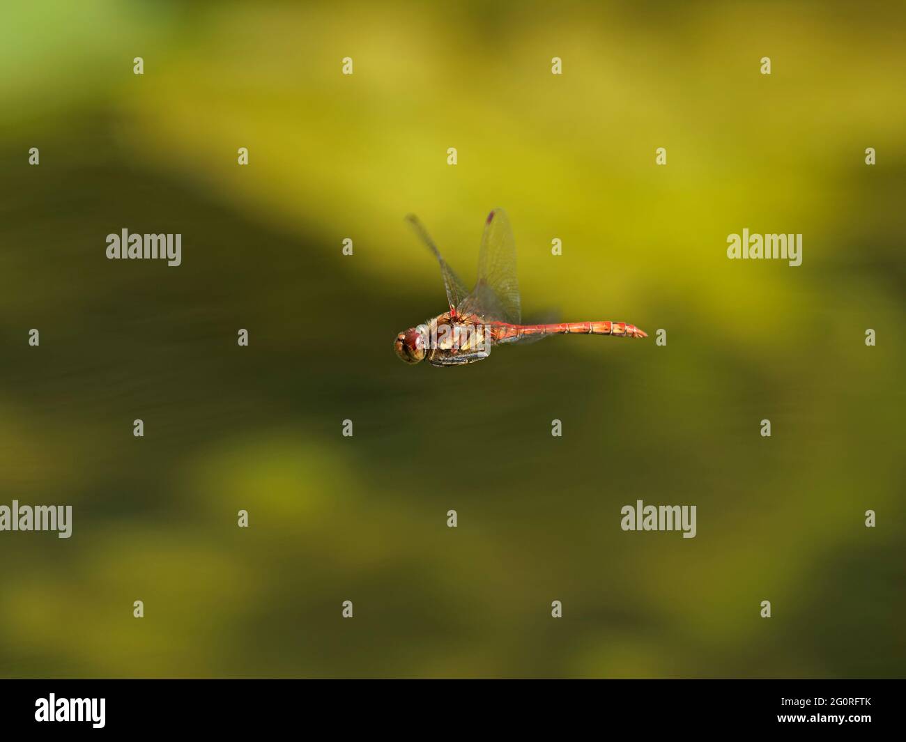 Common Darter Dragonfly - uomo in volo Sympetrum striolatum Essex, UK IN001794 Foto Stock