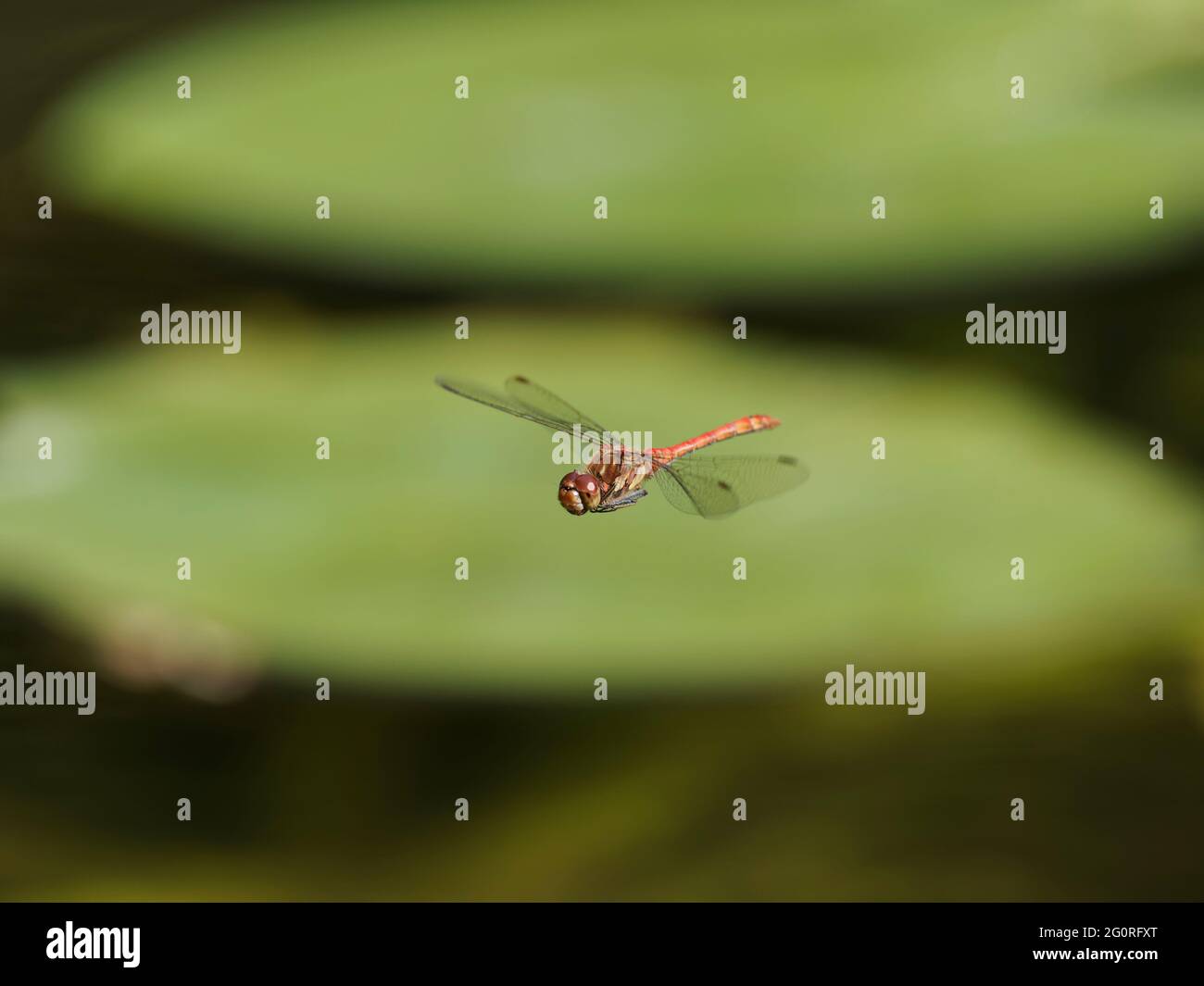 Darter Dragonfly comune - uomo in volo Sympetrum striolatum Essex, UK IN001803 Foto Stock