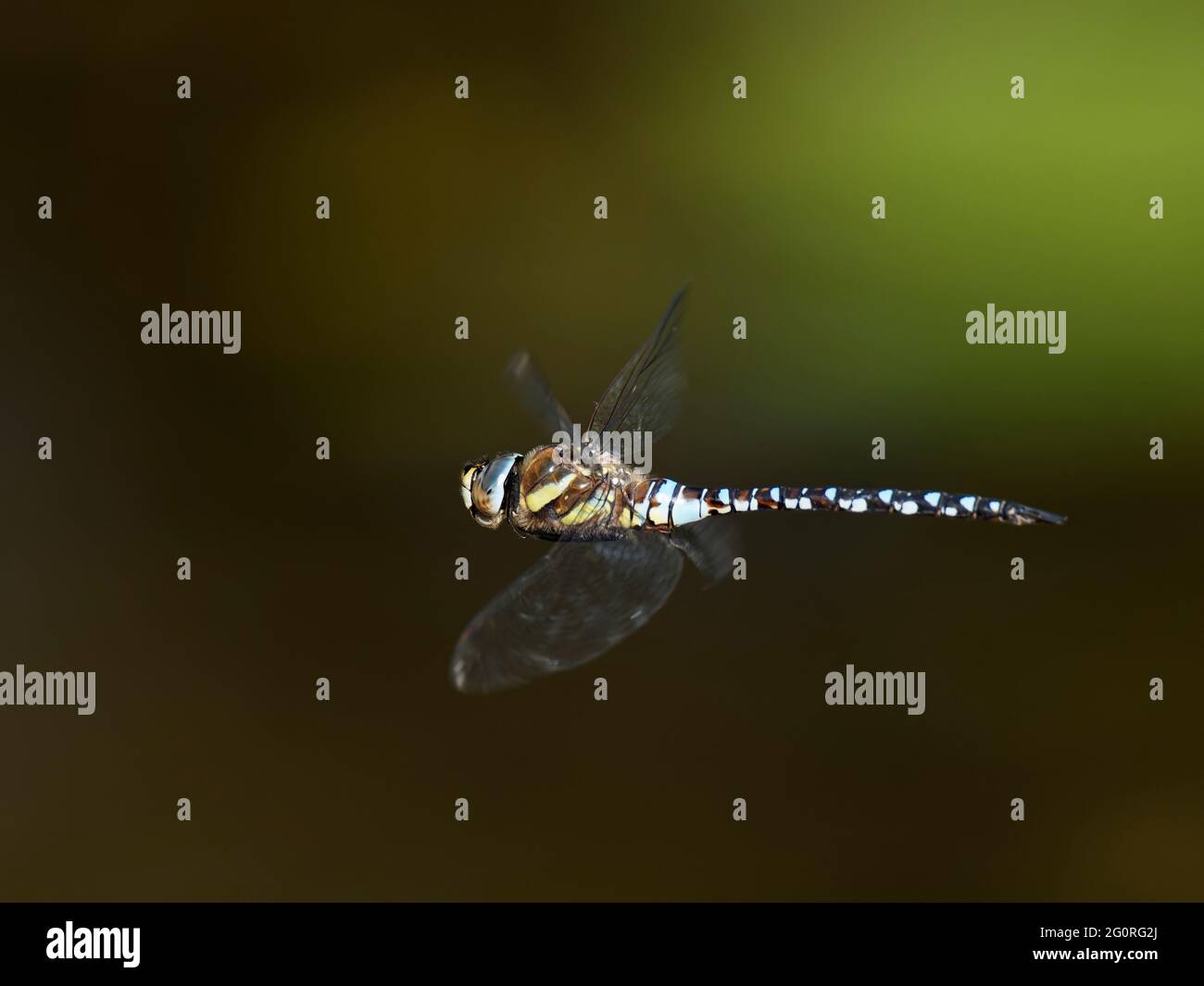 Migrant Hawker Dragonfly - maschio in volo Aeshna mixta Essex, UK IN001830 Foto Stock