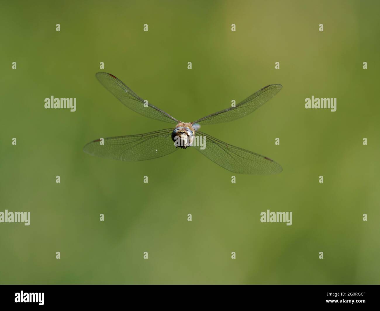 Migrant Hawker Dragonfly - maschio in volo Aeshna mixta Essex, UK IN001839 Foto Stock