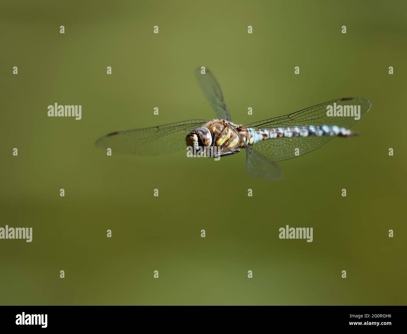 Migrant Hawker Dragonfly - maschio in volo Aeshna mixta Essex, UK IN001843 Foto Stock