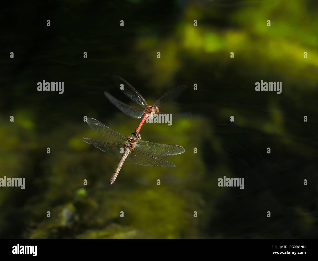 Darter comune - Coppia uovo posa in acqua Sympetrum nigrisScans Essex, UK IN001862 Foto Stock