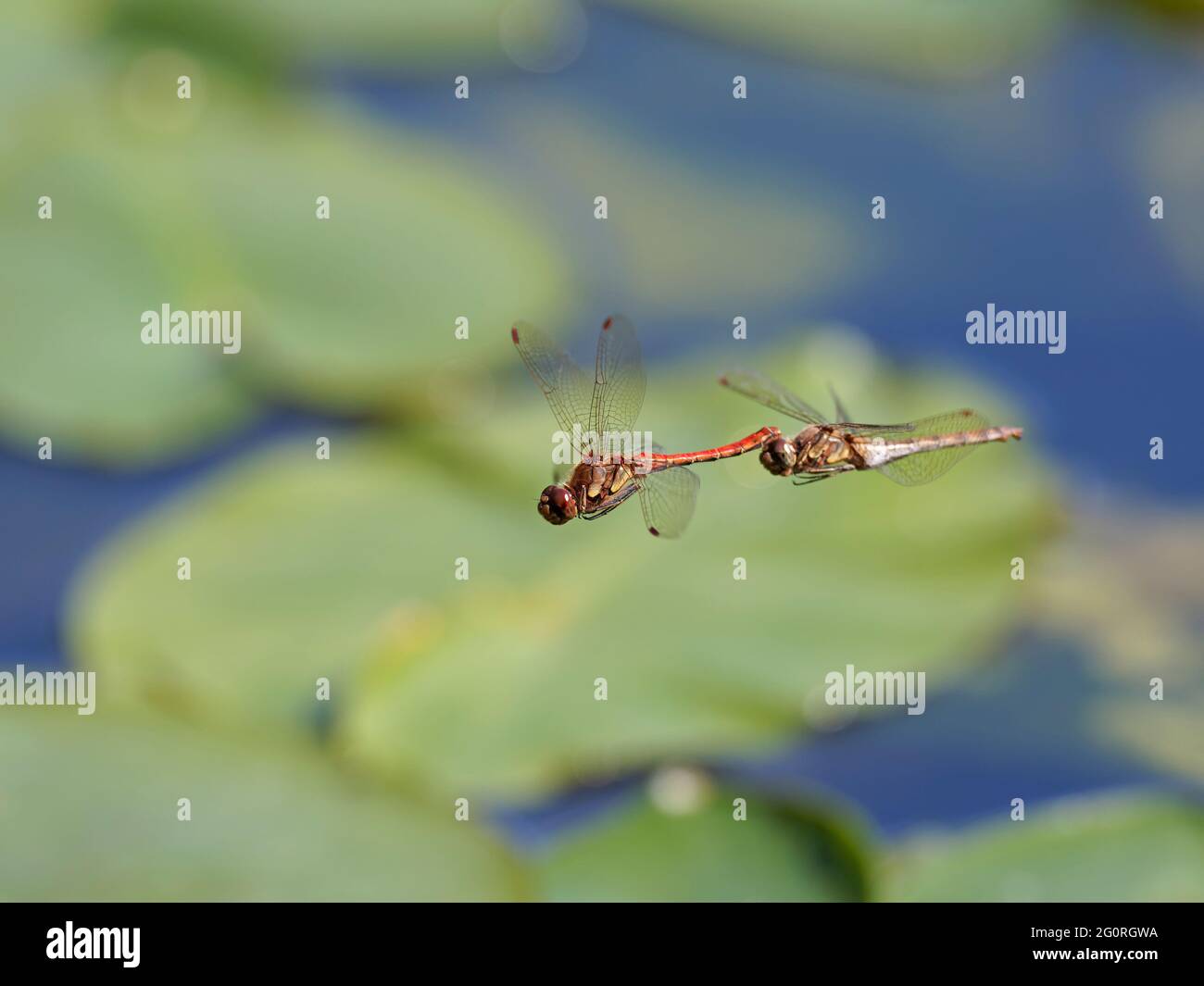 Darter comune - Coppia uovo posa in acqua Sympetrum nigrisScans Essex, UK IN001866 Foto Stock