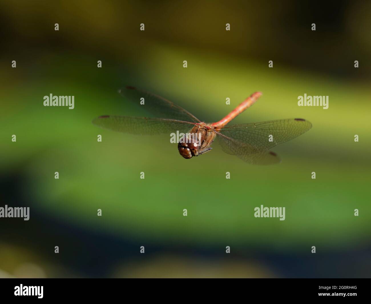Darter Dragonfly comune - uomo in volo Sympetrum striolatum Essex, UK IN001870 Foto Stock