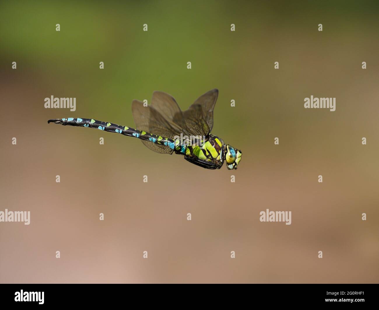 Southern Hawker Dragonfly - maschio in volo Aeshna cyanea Essex, UK IN001875 Foto Stock