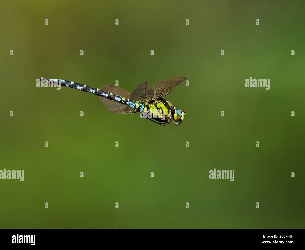 Southern Hawker Dragonfly - maschio in volo Aeshna cyanea Essex, UK IN001876 Foto Stock
