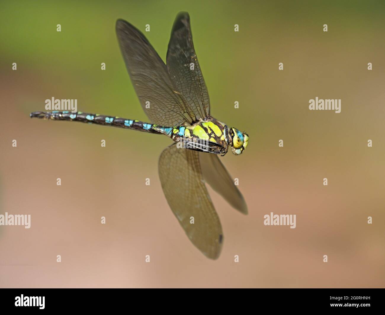 Southern Hawker Dragonfly - maschio in volo Aeshna cyanea Essex, UK IN001882 Foto Stock