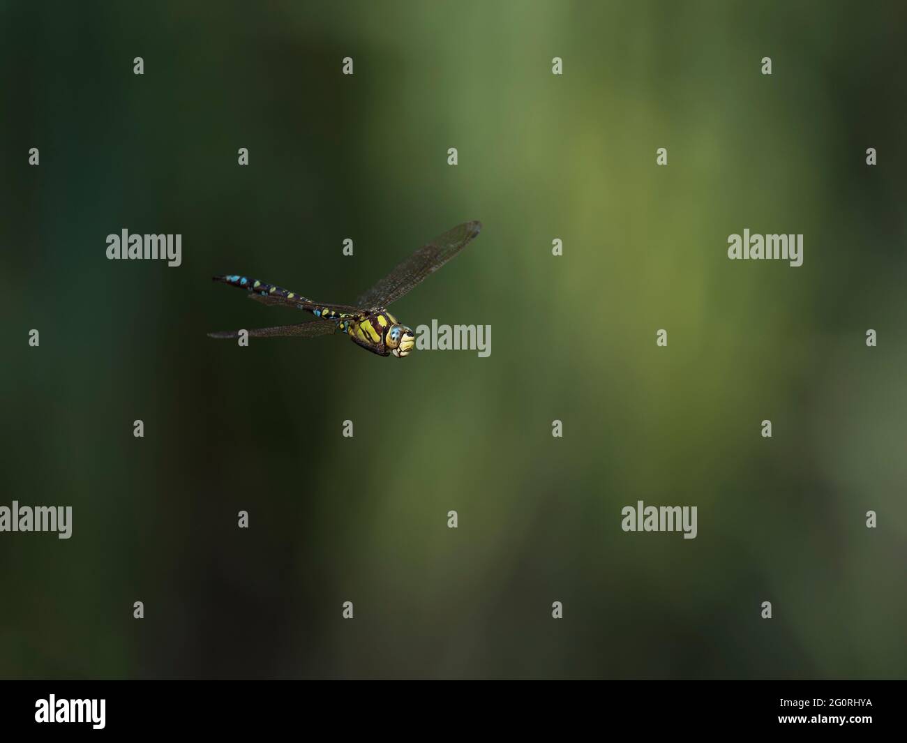 Southern Hawker Dragonfly - maschio in volo Aeshna cyanea Essex, UK IN001895 Foto Stock