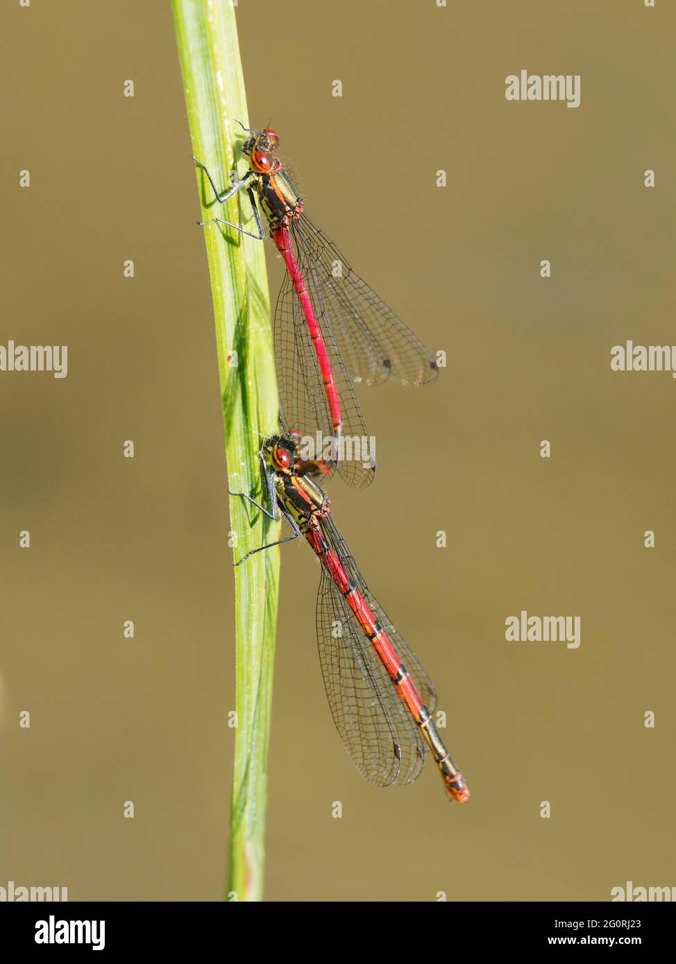 Large Red Damselfly - Coppia accoppiamento Pyrhosoma nymphula Essex,UK IN001900 Foto Stock