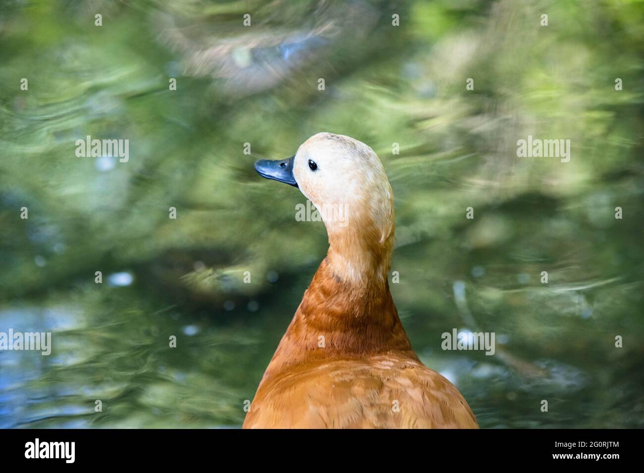 anatra marrone vicino al lago Foto Stock