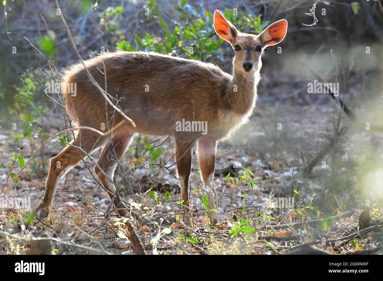 Vita naturale in Africa. Pecora di bushbuck con retroilluminazione. Vista laterale. Foto Stock