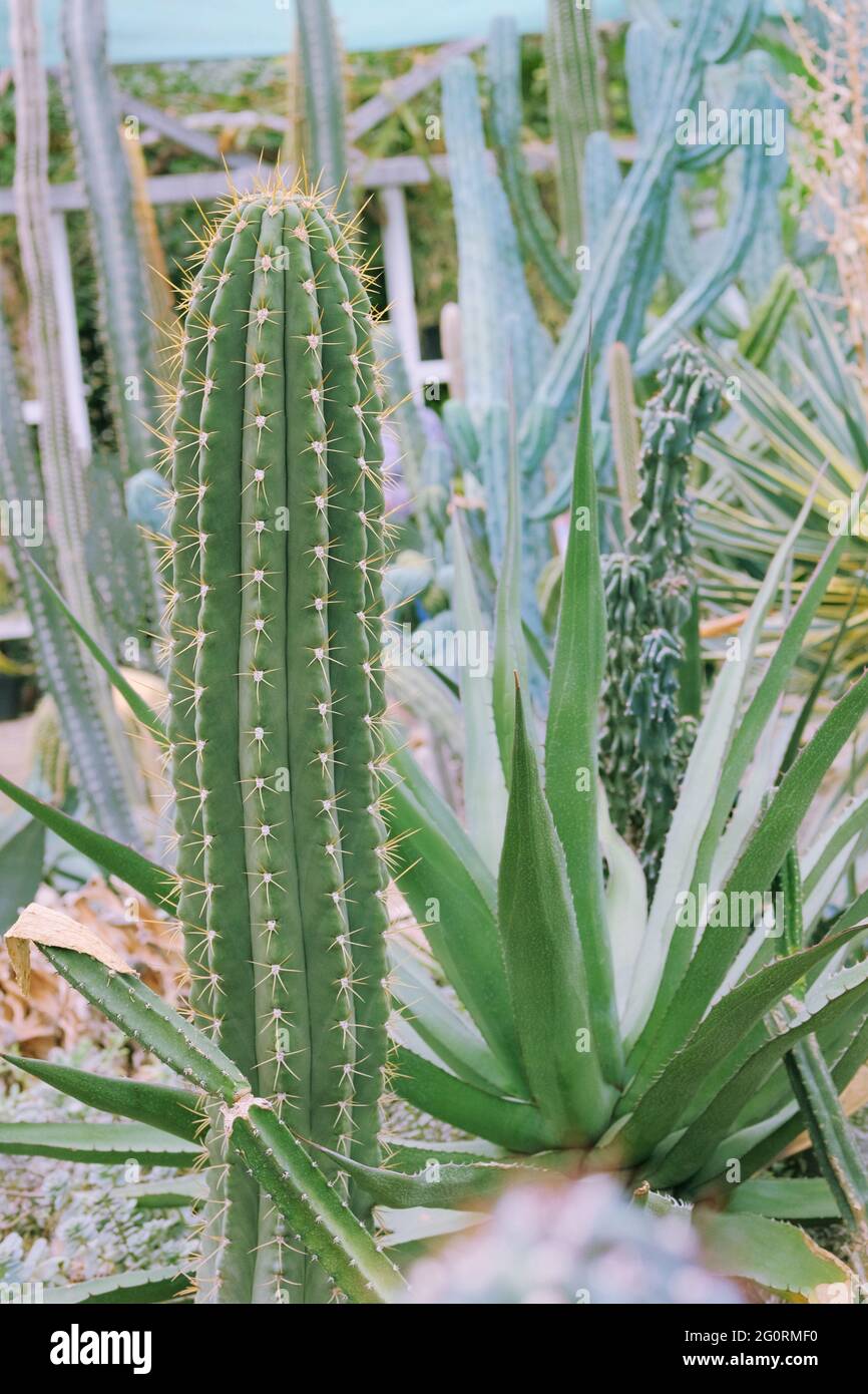 I cactus crescono in una serra. Cactus Trichocereus. Primo piano. Foto Stock