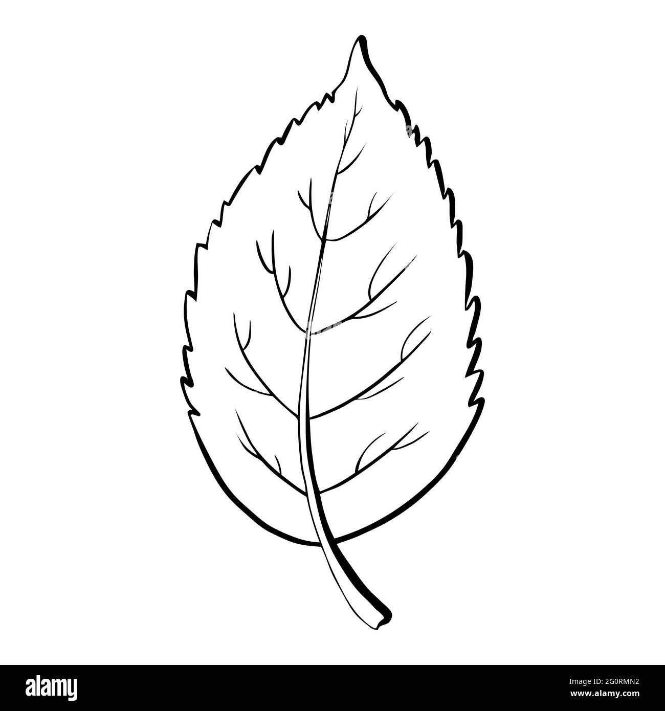Concetto di foglia di ecologia. Isolato su sfondo bianco. Illustrazione botanica vettoriale. Elementi floreali di doodle disegnati a mano. Fiore primavera ed estate e vettore di piante in linea art profilo stile. Illustrazione Vettoriale