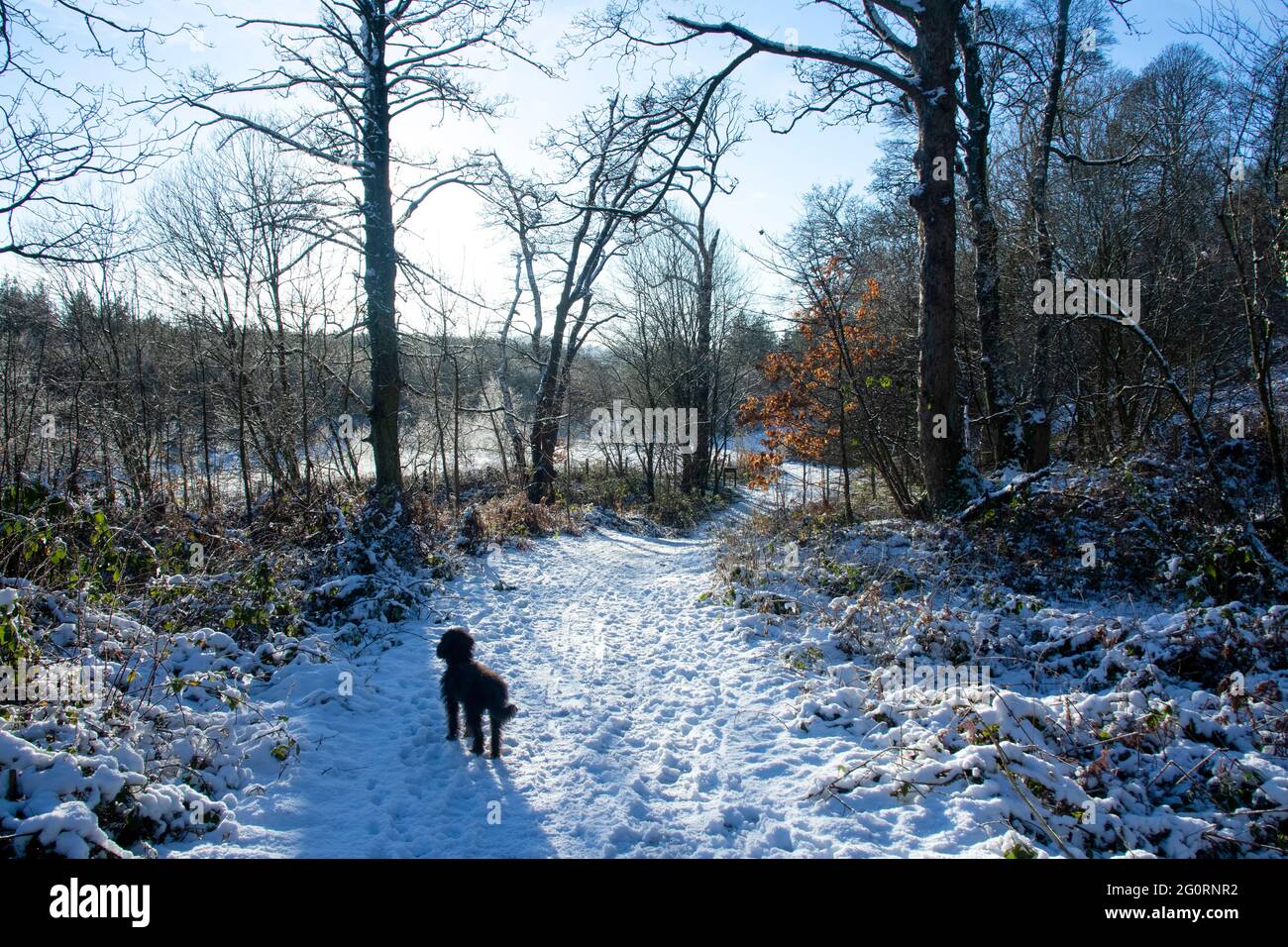 Neve-coperto scena invernale Foto Stock