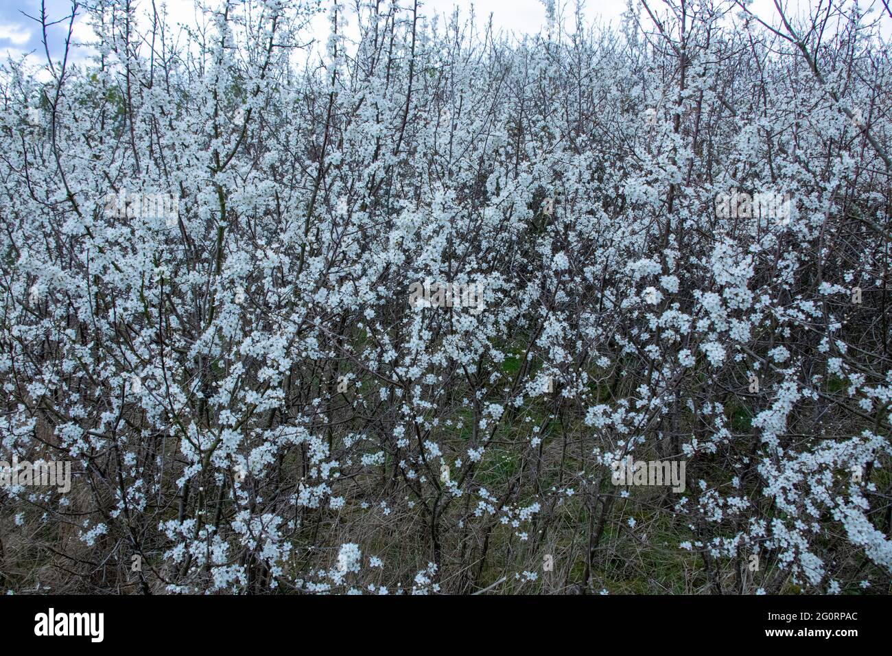 Prugnolo hedge in fiore Foto Stock