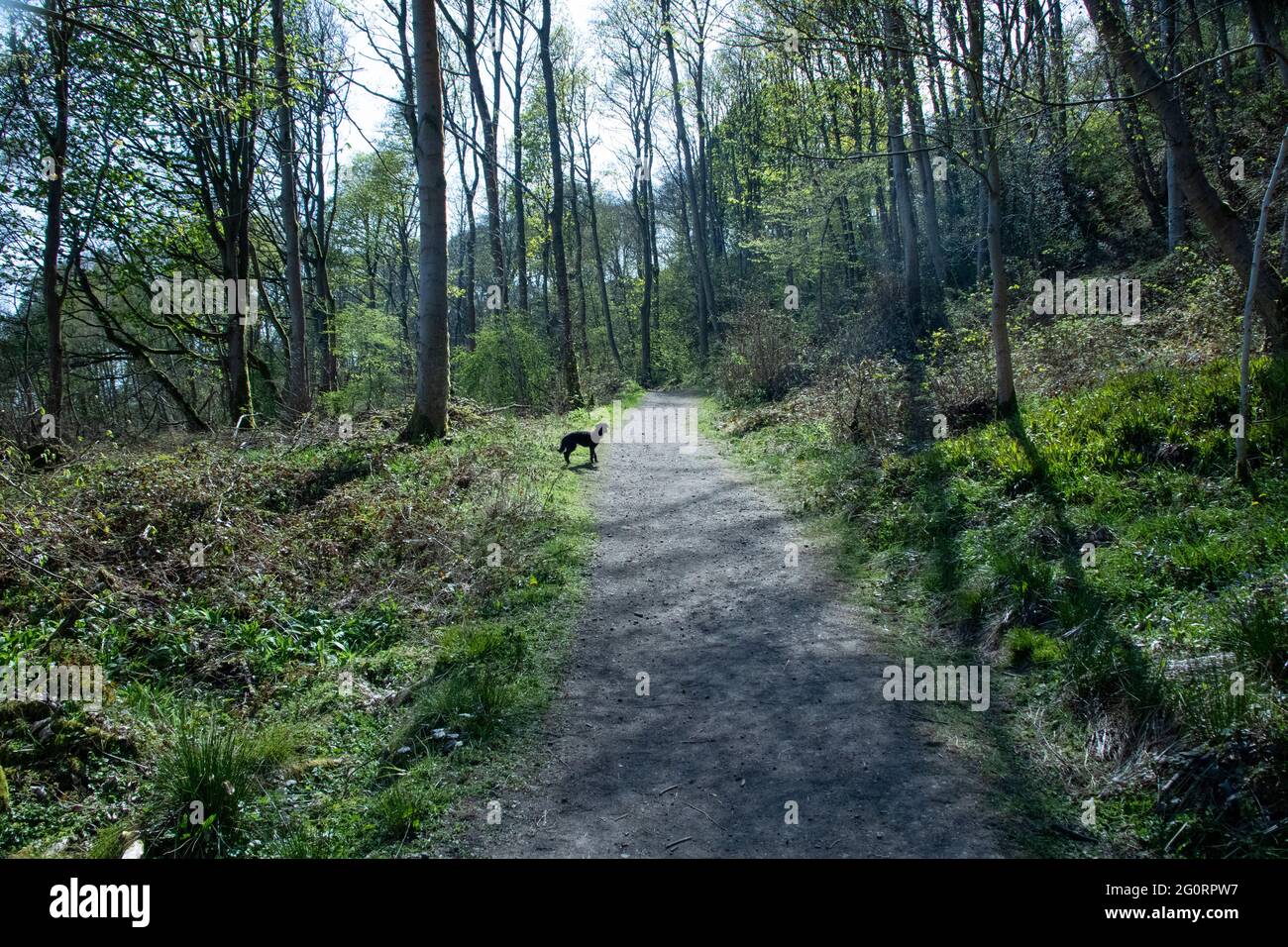 Cane sul sentiero nel bosco in primavera Foto Stock