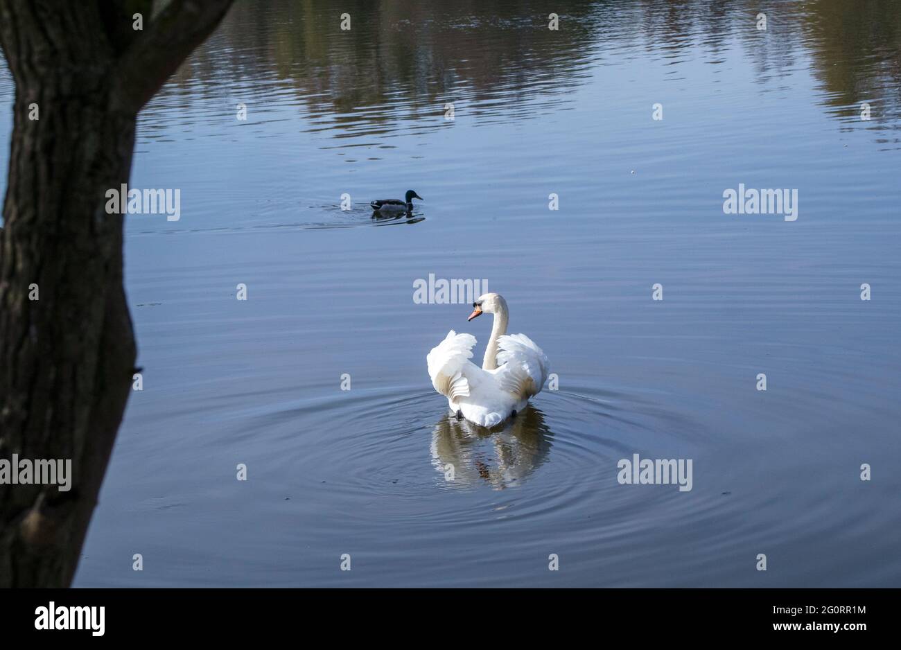 Mute cigno sul lago con riflessione Foto Stock