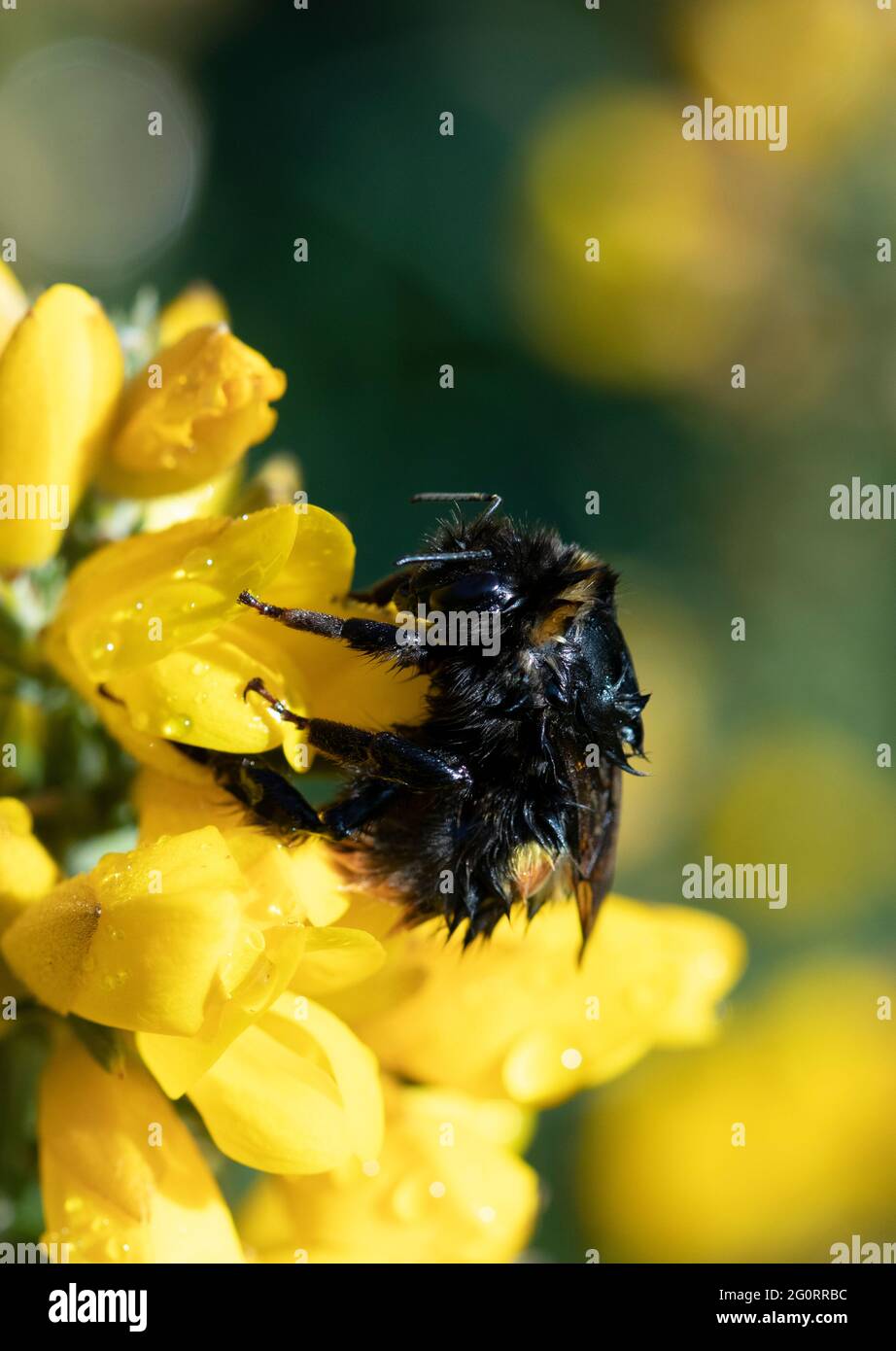Bumblebee con bedrick su Gorse flower Foto Stock