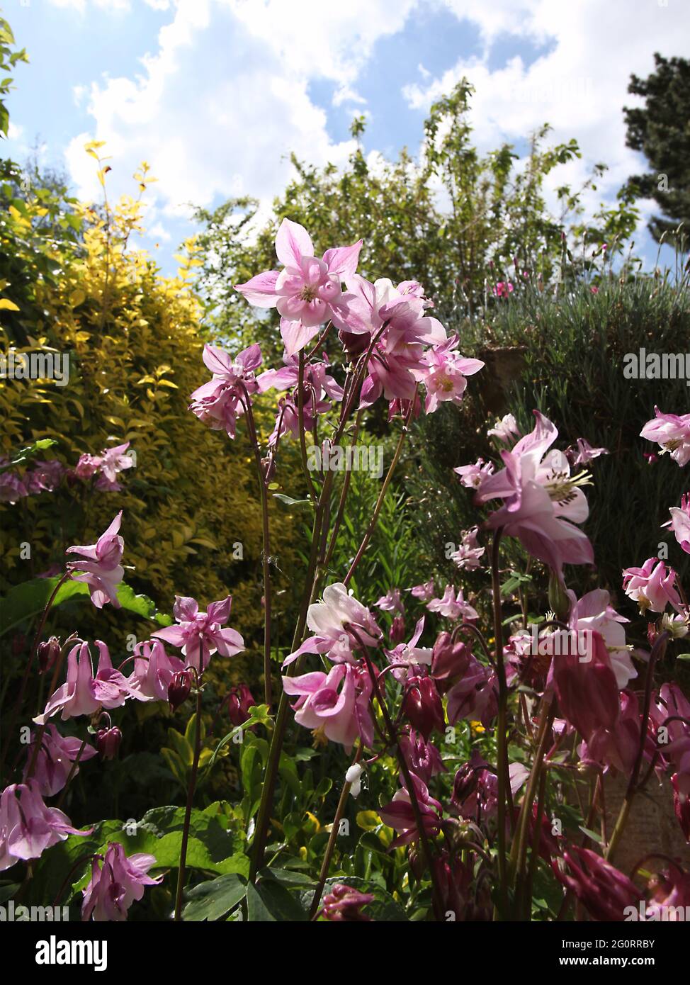 Campanula Persicifolia fiori al sole Foto Stock