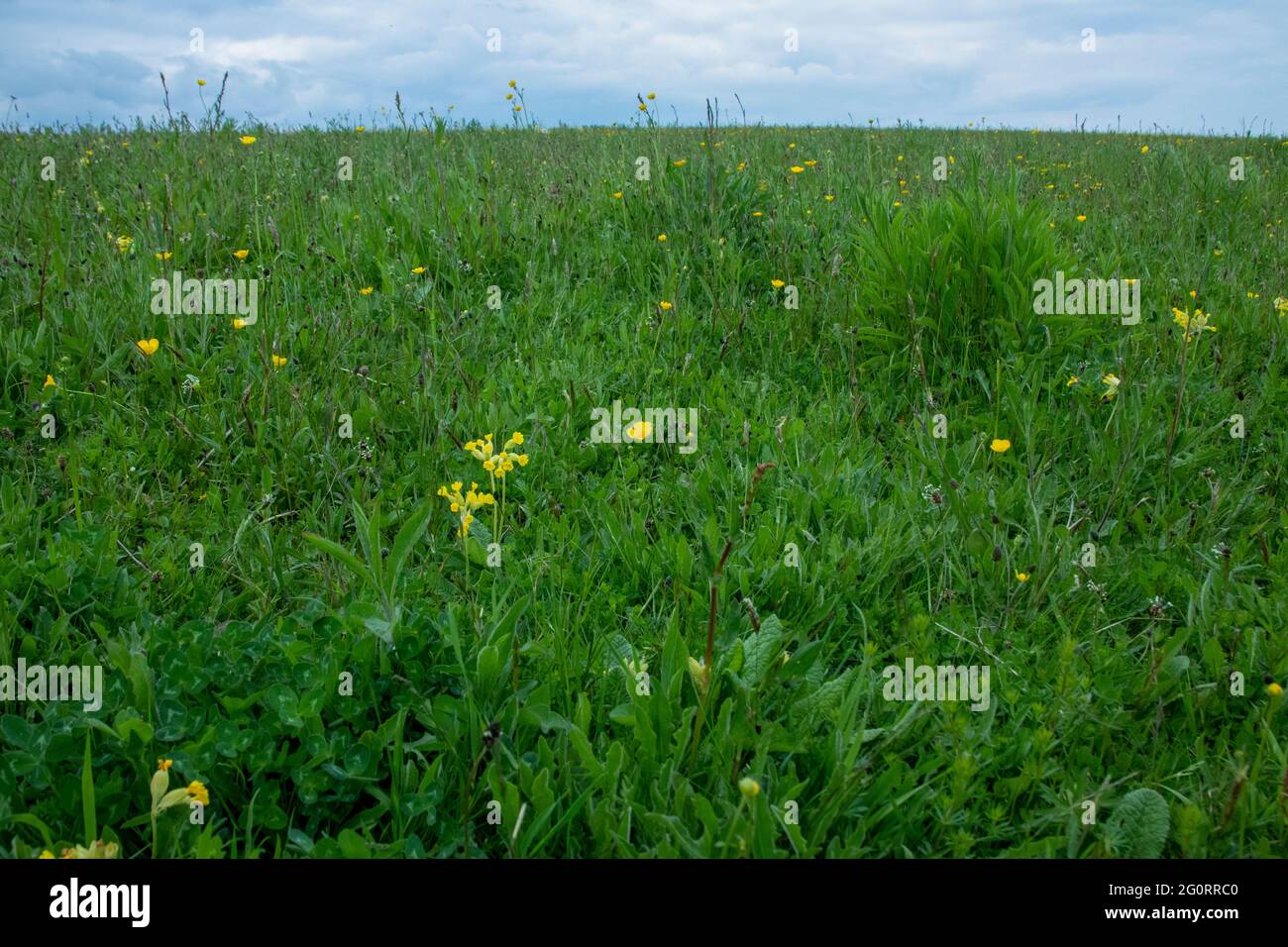 Prato di Wildflower con cowslips e coppette di fiori Foto Stock