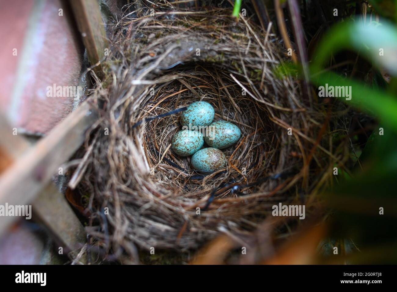 Un nido abbandonato di Blackbird con quattro uova lasciate in un giardino britannico, il nido è sotto una finestra in un giardino anteriore di una casa con un cane caccia di uccelli Foto Stock