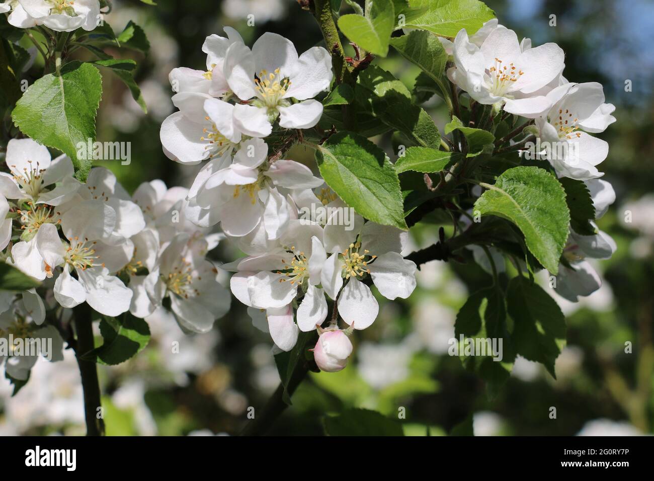 Fiori freschi rosa e bianco di melo dell'albero di Discovery Apple, Malus domestica, fioritura in primavera, primo piano sfondo floreale Foto Stock
