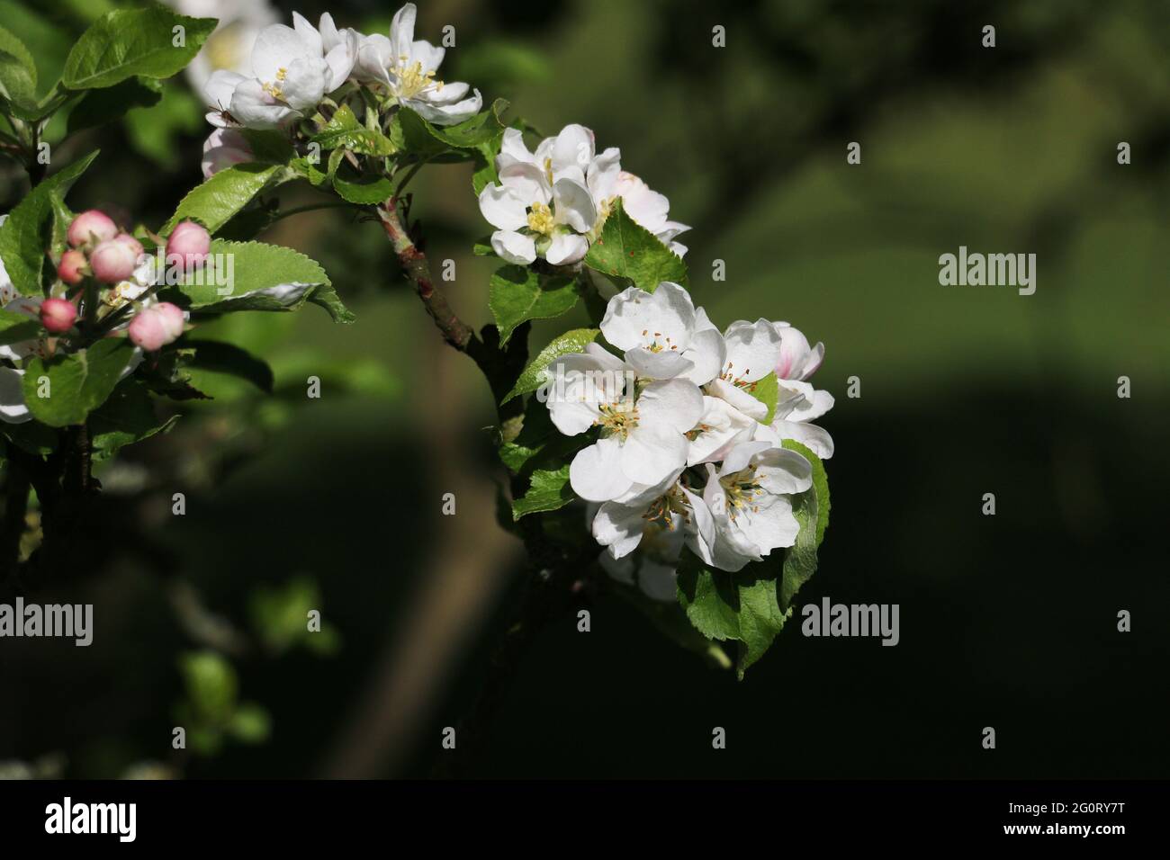 Fiore di mela in primavera, fiori freschi di mela bianca fiore dell'albero di Discovery Apple, Malus domestica, fiorente nel sole di primavera Foto Stock