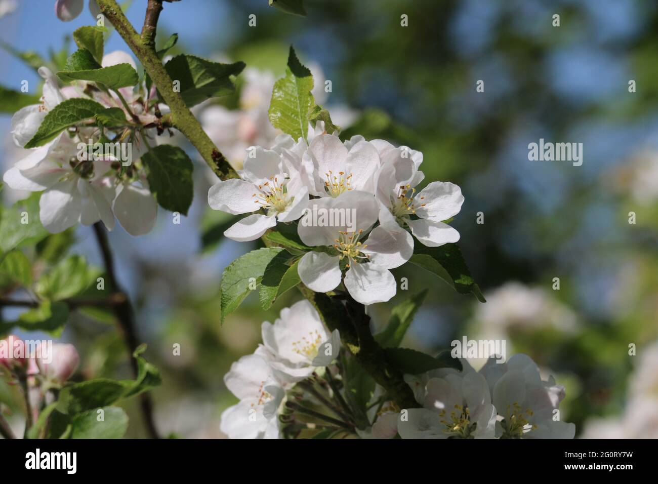 Fresco bianco Discovery Apple albero fiori in fiore, Malus domestica, fioritura in primavera, sfondo sfocato Foto Stock