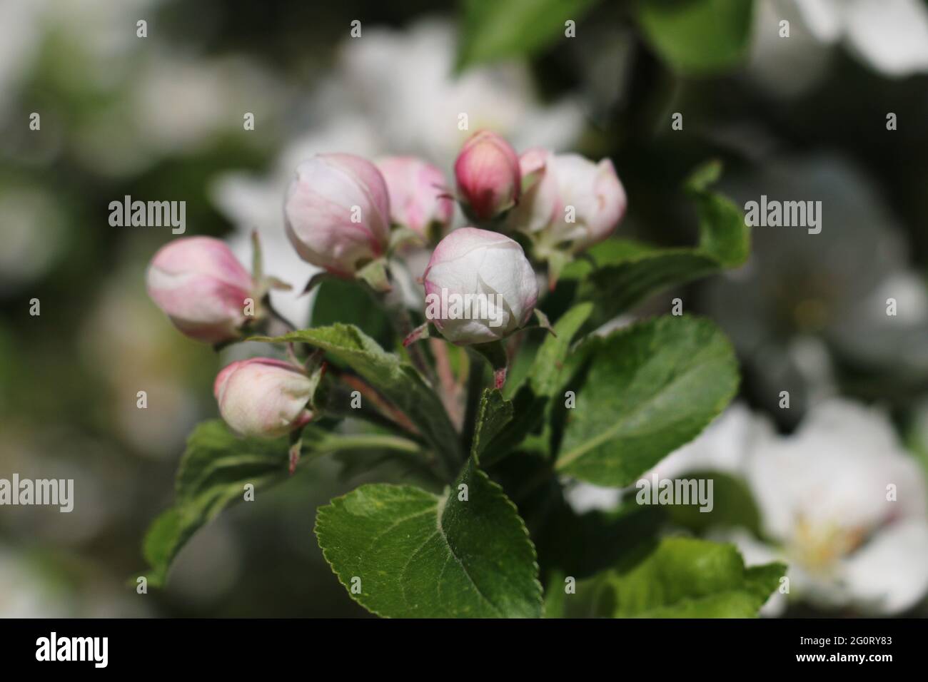 Delicati boccioli di fiori rosa e bianco di mela dell'albero di Discovery Apple, Malus domestica, apertura in primavera, vista ravvicinata Foto Stock