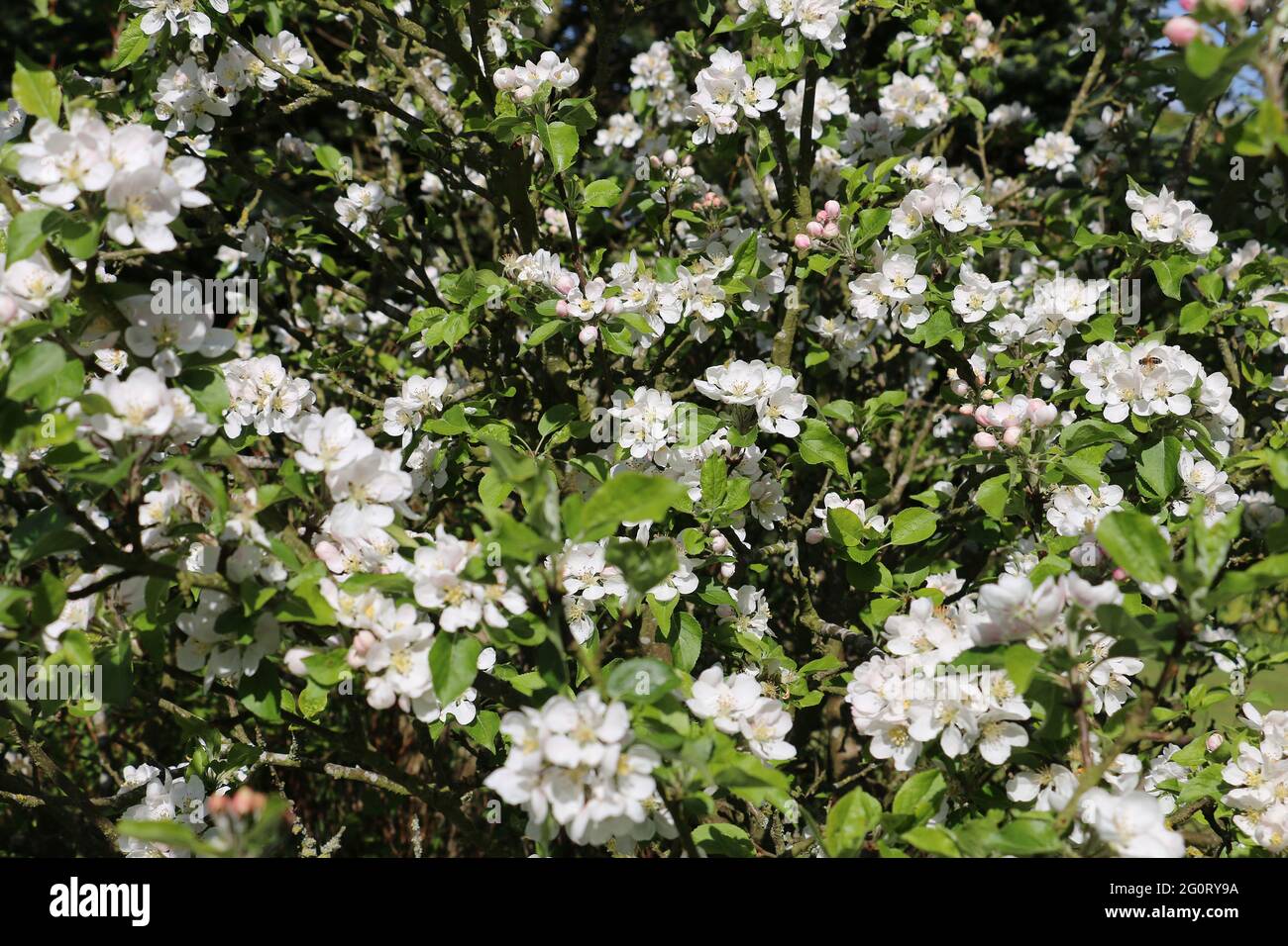Spettacolare spettacolo di fiori di fiori di fiori di mela rosa e bianca dell'albero di Discovery Apple, Malus domestica, fiorente al sole primaverile, Shropshire, Regno Unito Foto Stock