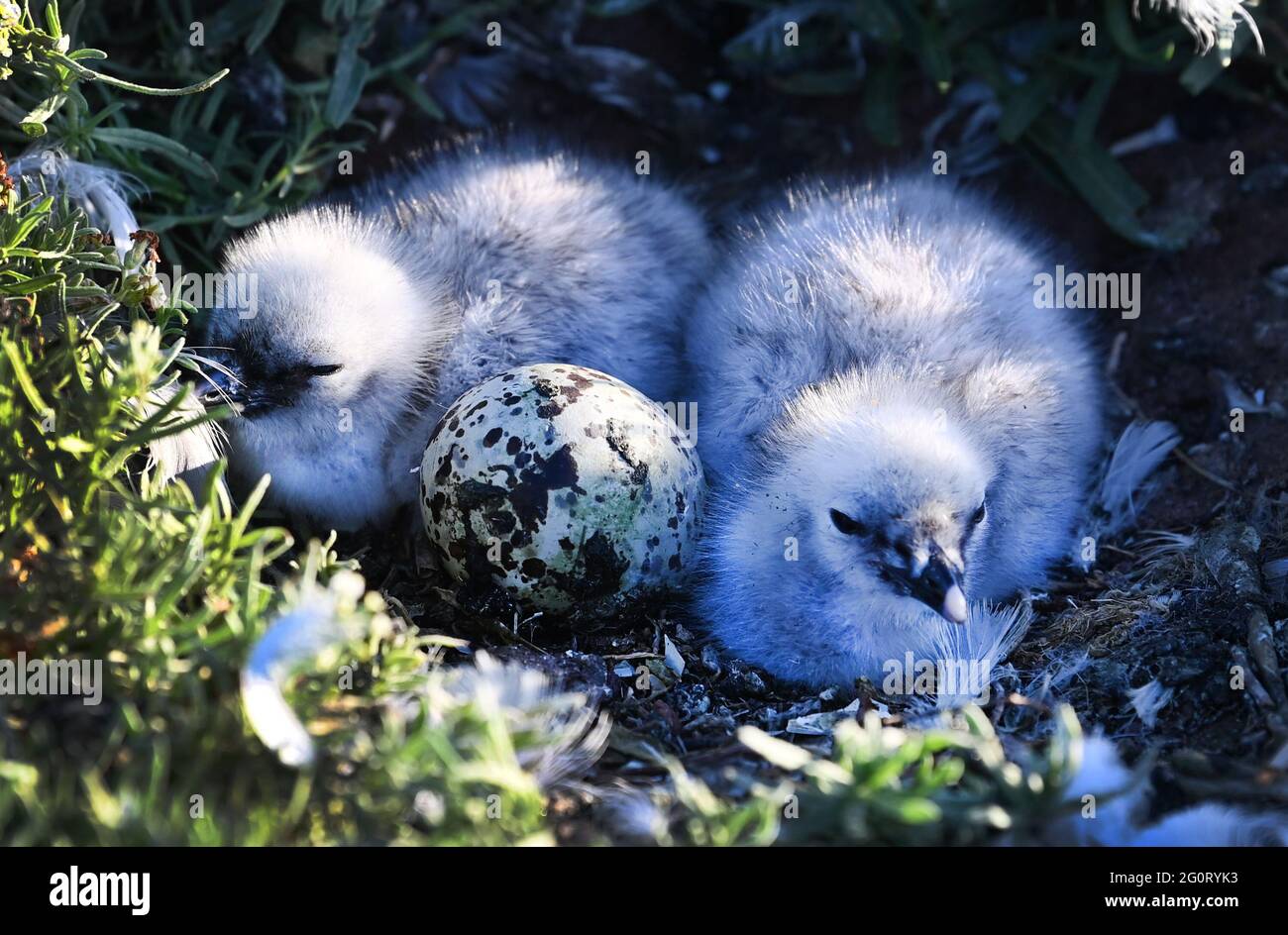 Shenmu, provincia cinese di Shaanxi. 3 Giugno 2021. Un paio di gabbiani di relitti per bambini (larus relictus) sono visti alla riserva delle paludi di Hongjiannao a Shenmu, provincia di Shaanxi, nella Cina nord-occidentale, il 3 giugno 2021. Credit: Tao Ming/Xinhua/Alamy Live News Foto Stock