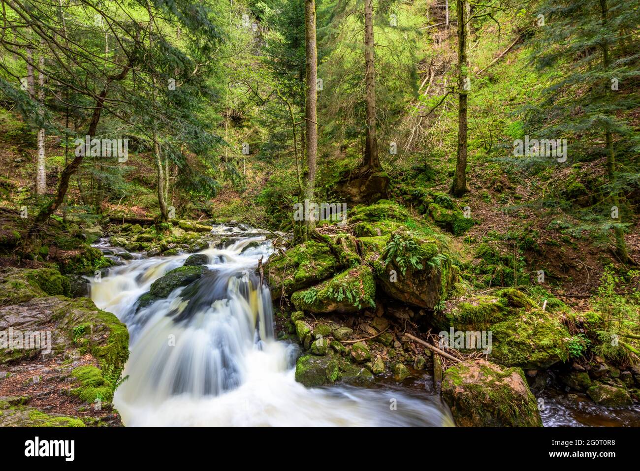 Cascata in una foresta, Ravenna Canyon in Hell Valley, Hinterzarten, Foresta Nera, Germania Foto Stock
