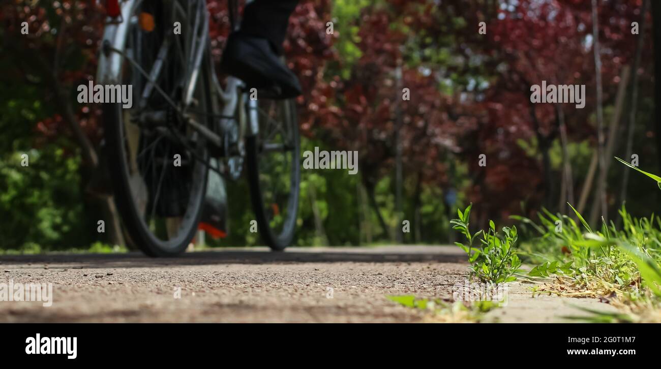 50 strada ciclata in un parco Foto Stock