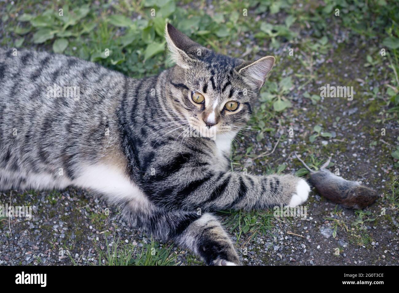 Il gatto giovane a strisce grigie si trova nel cortile con un topo catturato Foto Stock
