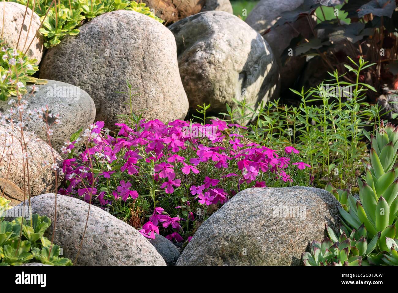 Varie piante perenni in una piccola rockery in un giardino estivo Foto Stock