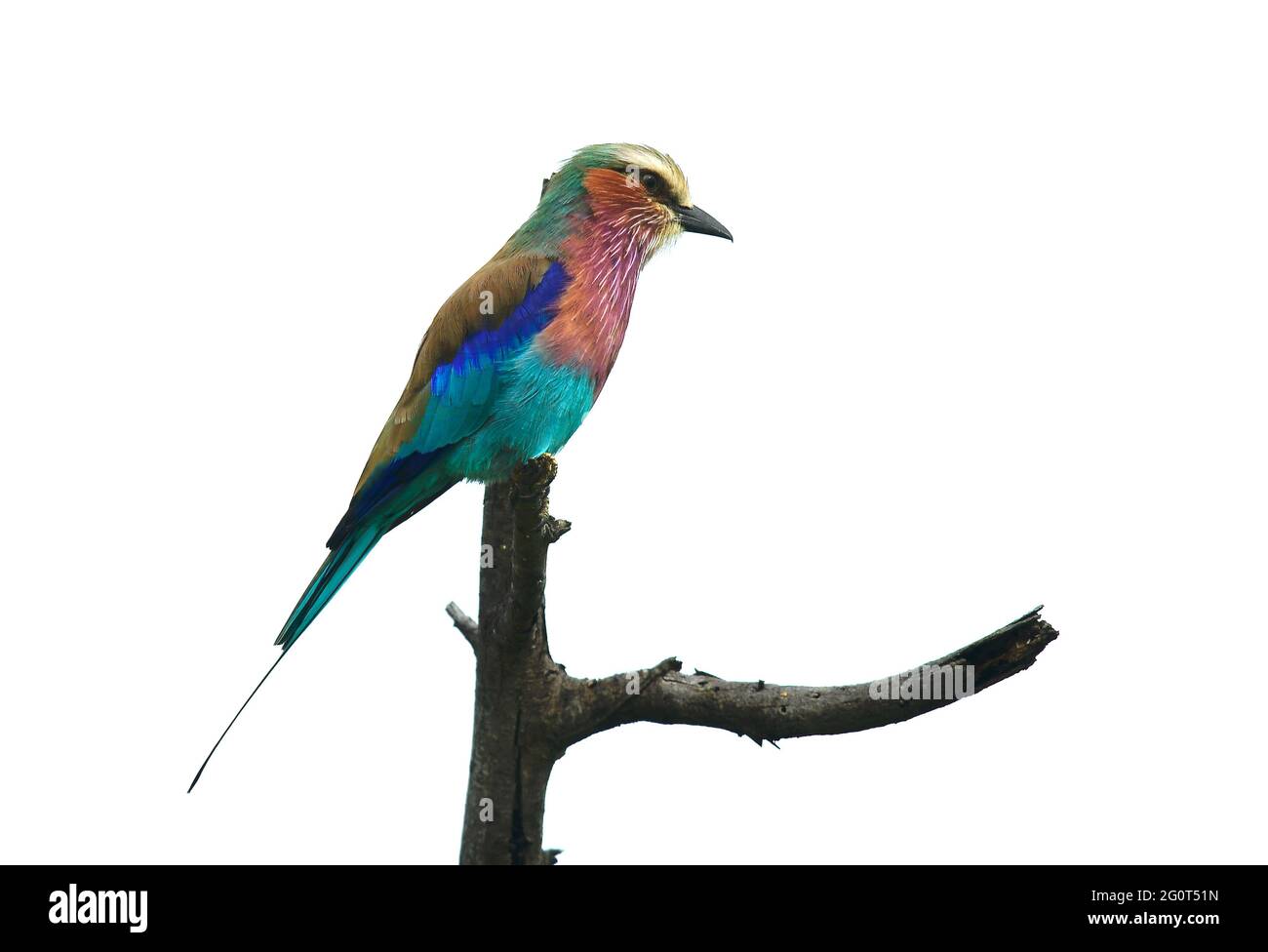 Il bird watching è molto gratificante in Sud Africa Foto Stock