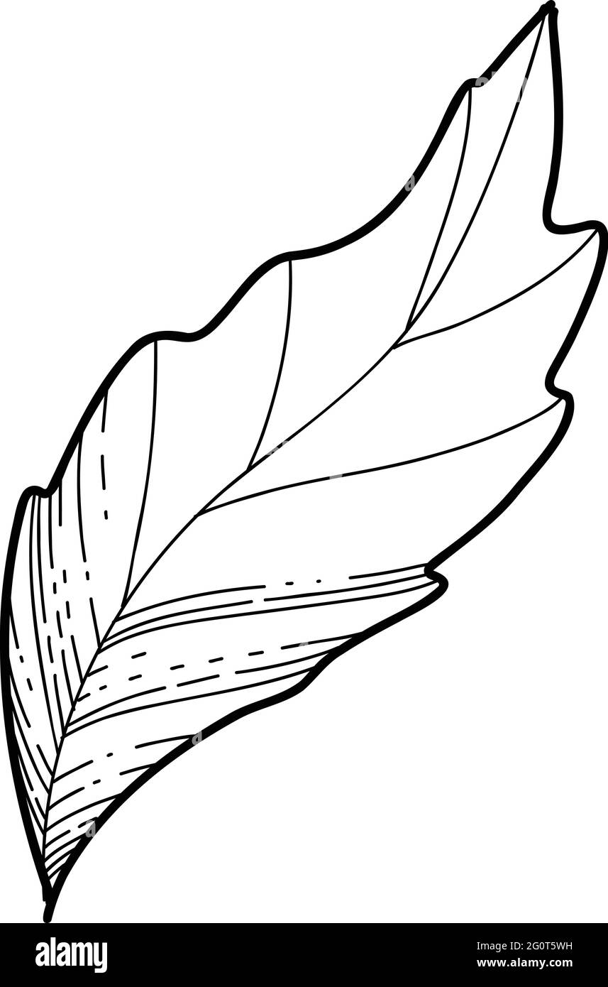 Mano libera Sakura fiore foglia vettore, bella linea art foglie di fiore di Peach isolare su sfondo bianco. Stile realistico disegnato a mano Illustrazione Vettoriale