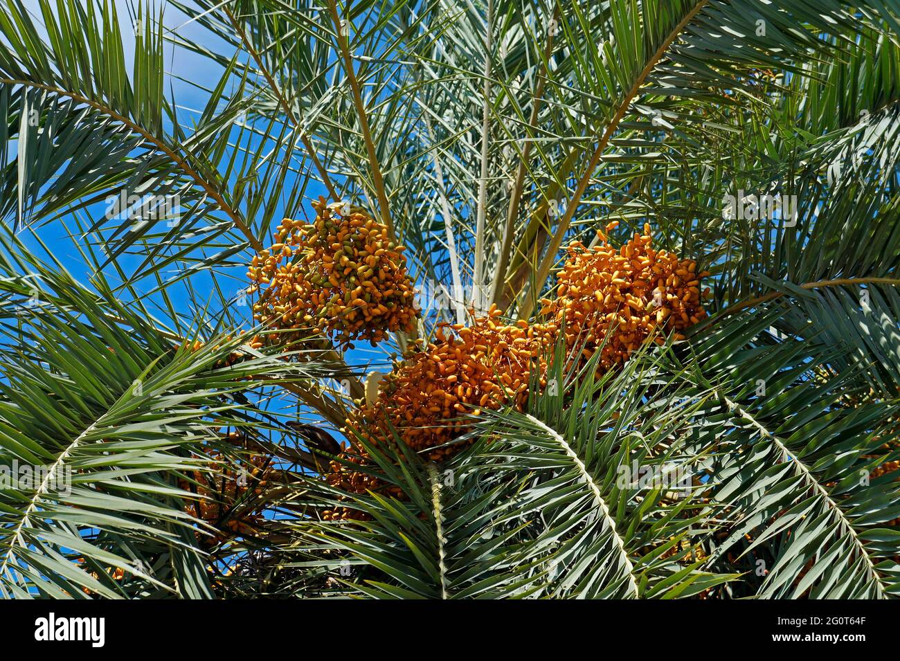 Frutta di data in palma Foto Stock