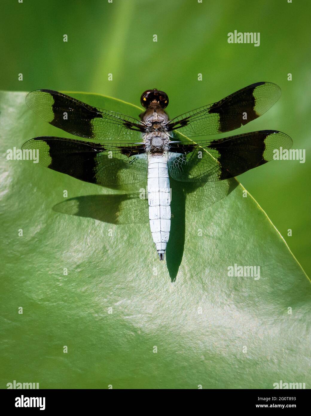 Una libellula comune si siede brevemente su una foglia verde. Foto Stock